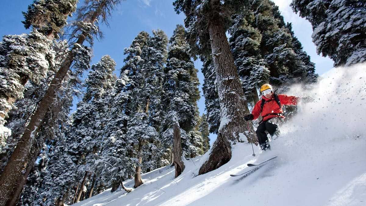 Tree skiing in Gulmarg